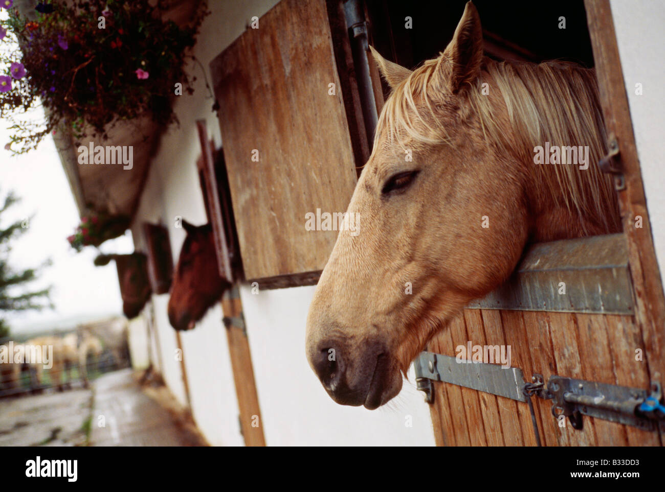 Horses peers out of its stable. Stock Photo
