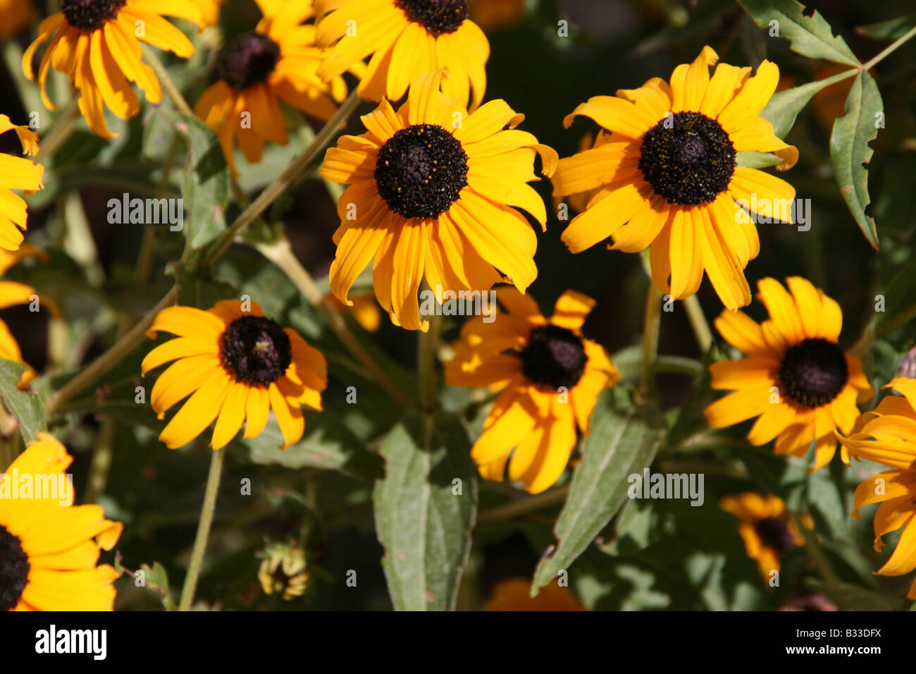 Native wild flower hi-res stock photography and images - Alamy