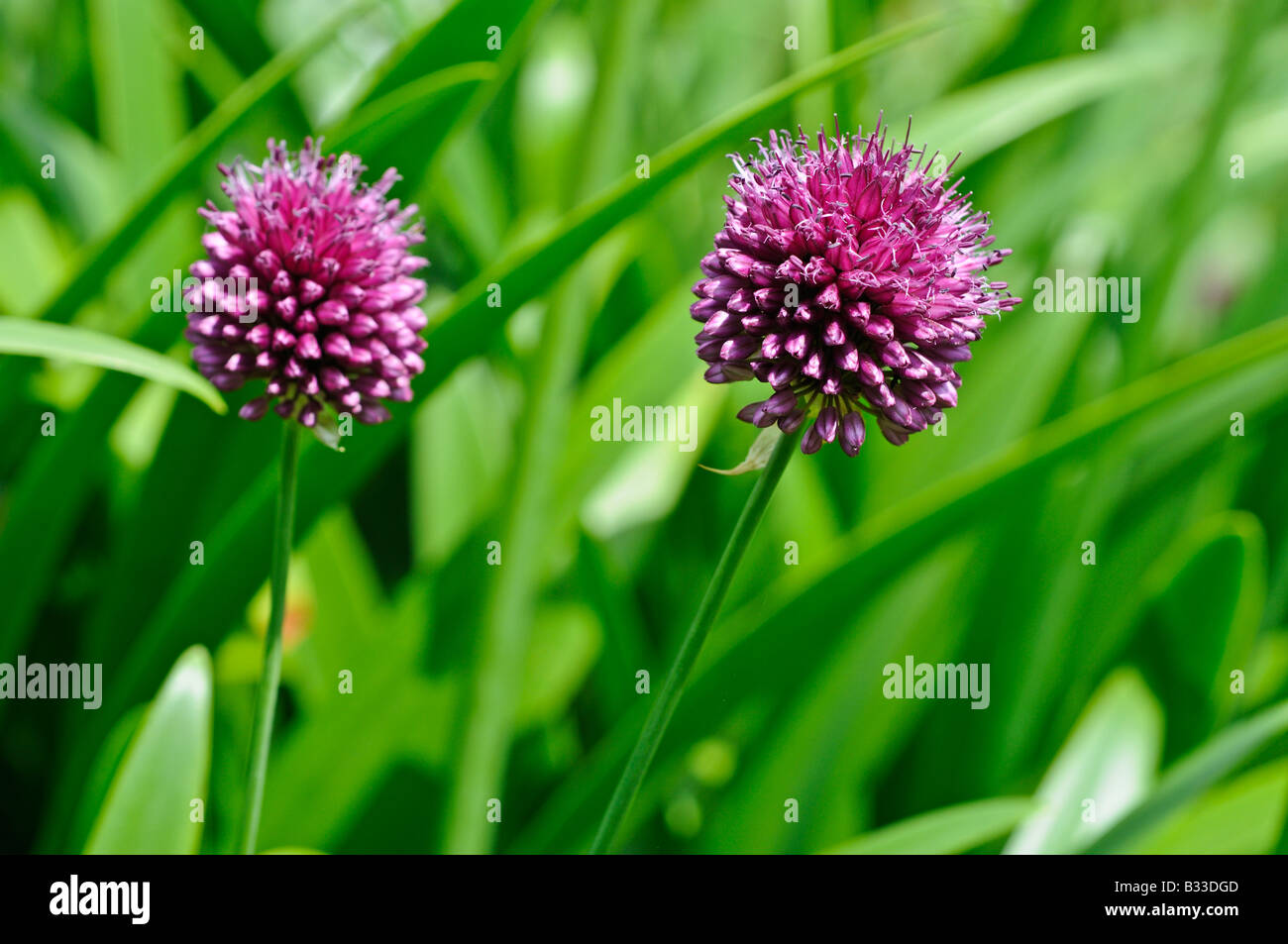 Allium sphaerocephalon Stock Photo