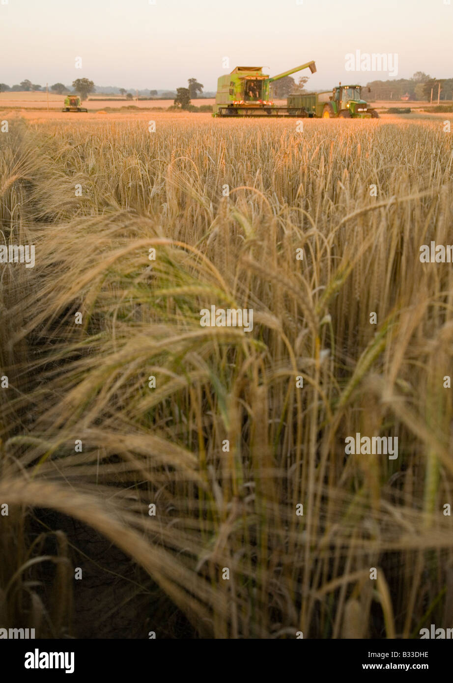 Harvesting a field of Barley Stock Photo