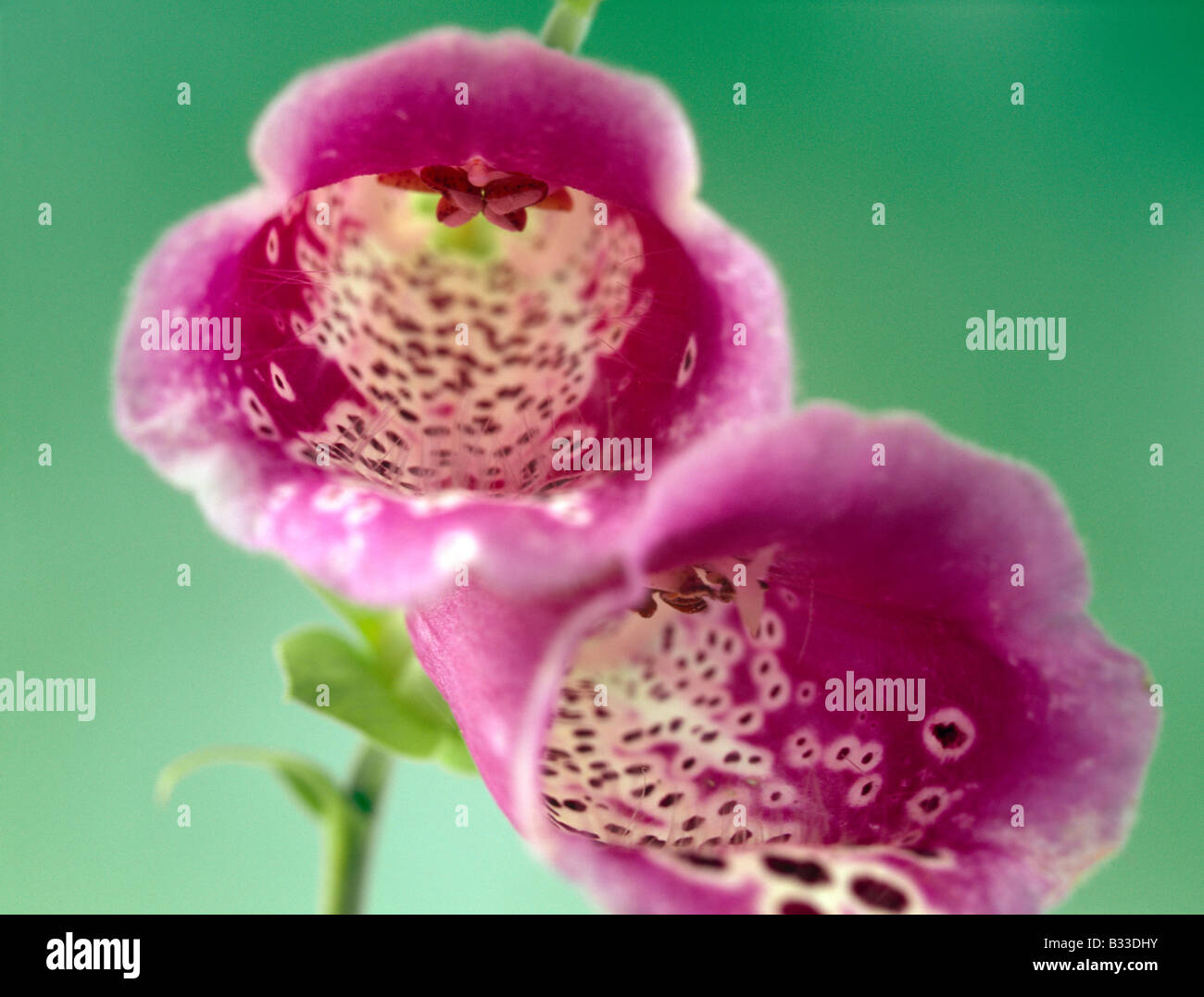 Foxglove, Digitalis purpurea. Stock Photo