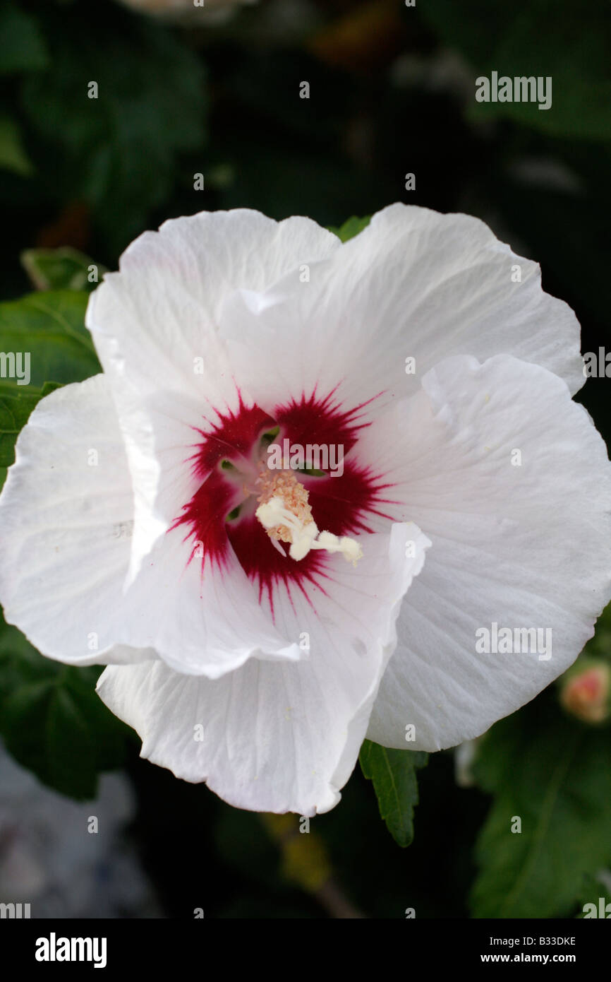 HIBISCUS SYRIACUS RED HEART Stock Photo