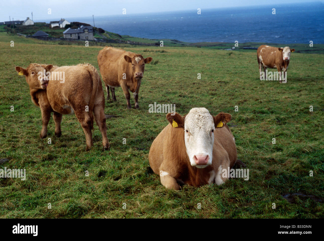 Cattle grazing in a field on the Irish coast Stock Photo Alamy