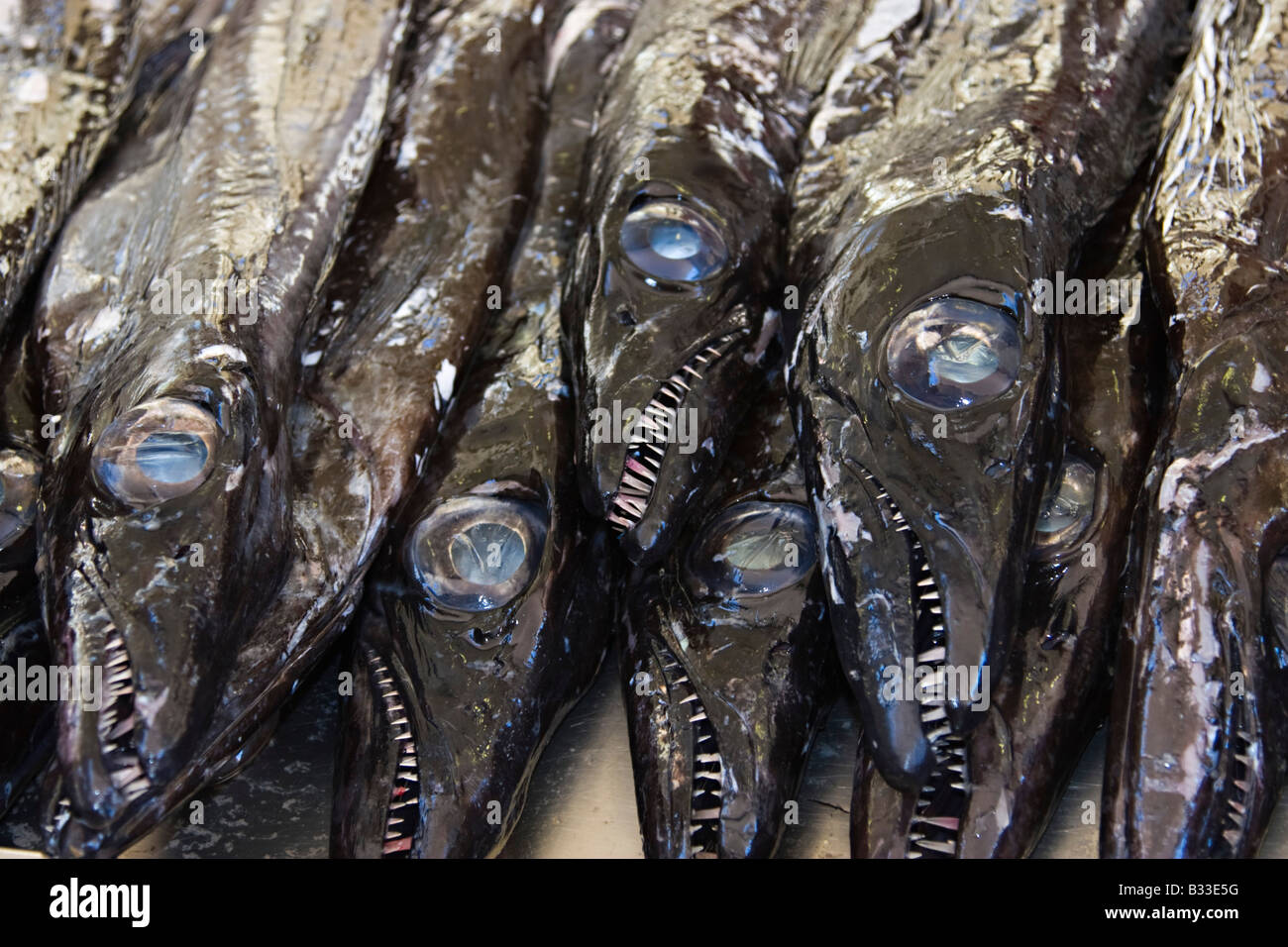 Black Espada Fish in a Maderia fish market. Stock Photo