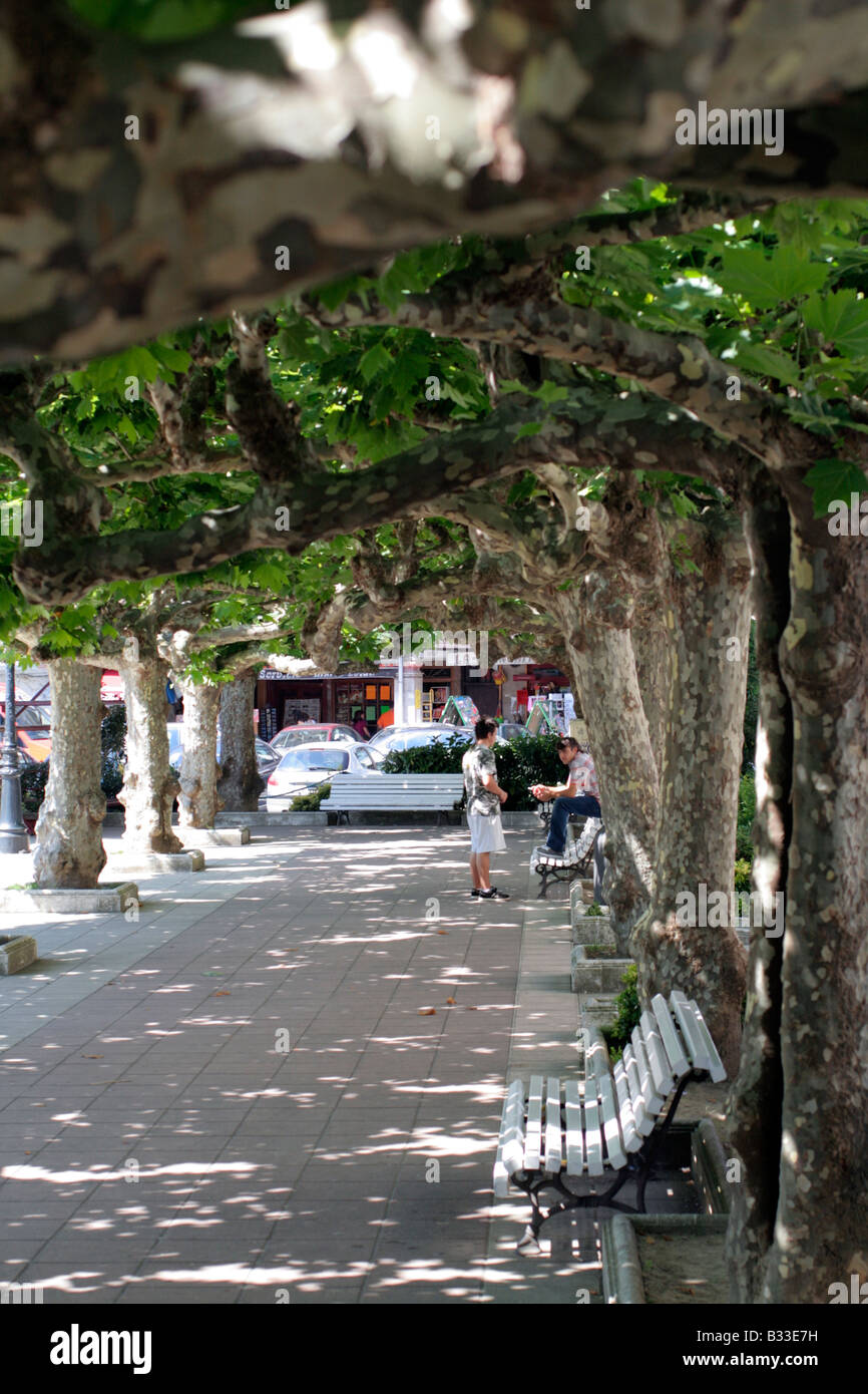 PLATANUS ORIENTALIS HAVE BEEN TRAINED TO PROVIDE A SHADE CANOPY IN THE CENTRAL PLAZA Stock Photo
