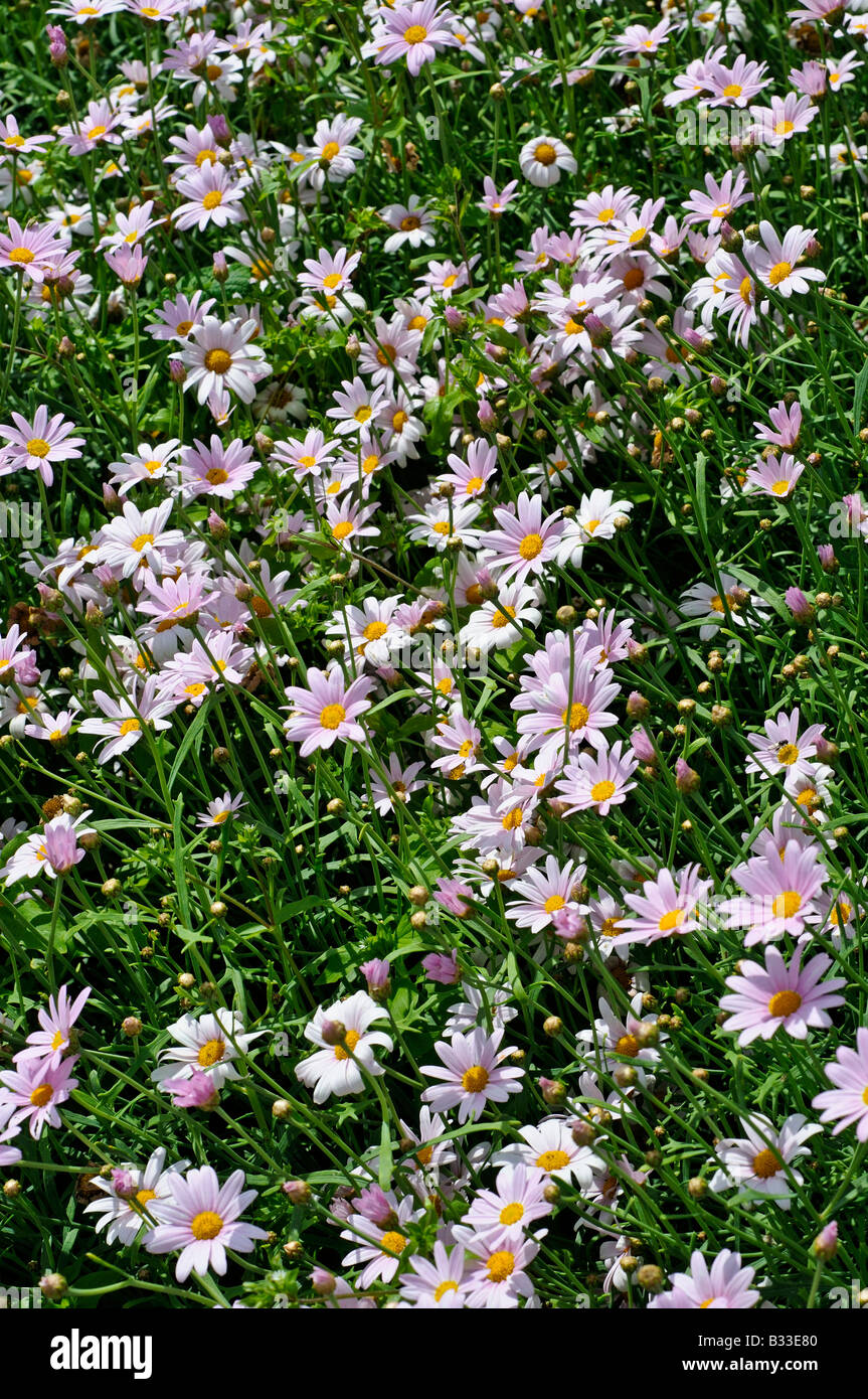 Argyranthemum PETITE PINK Stock Photo