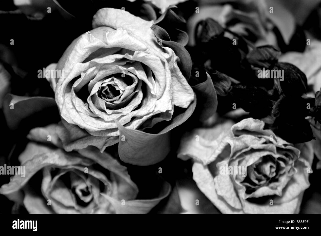 A bunch of dead roses Stock Photo Alamy