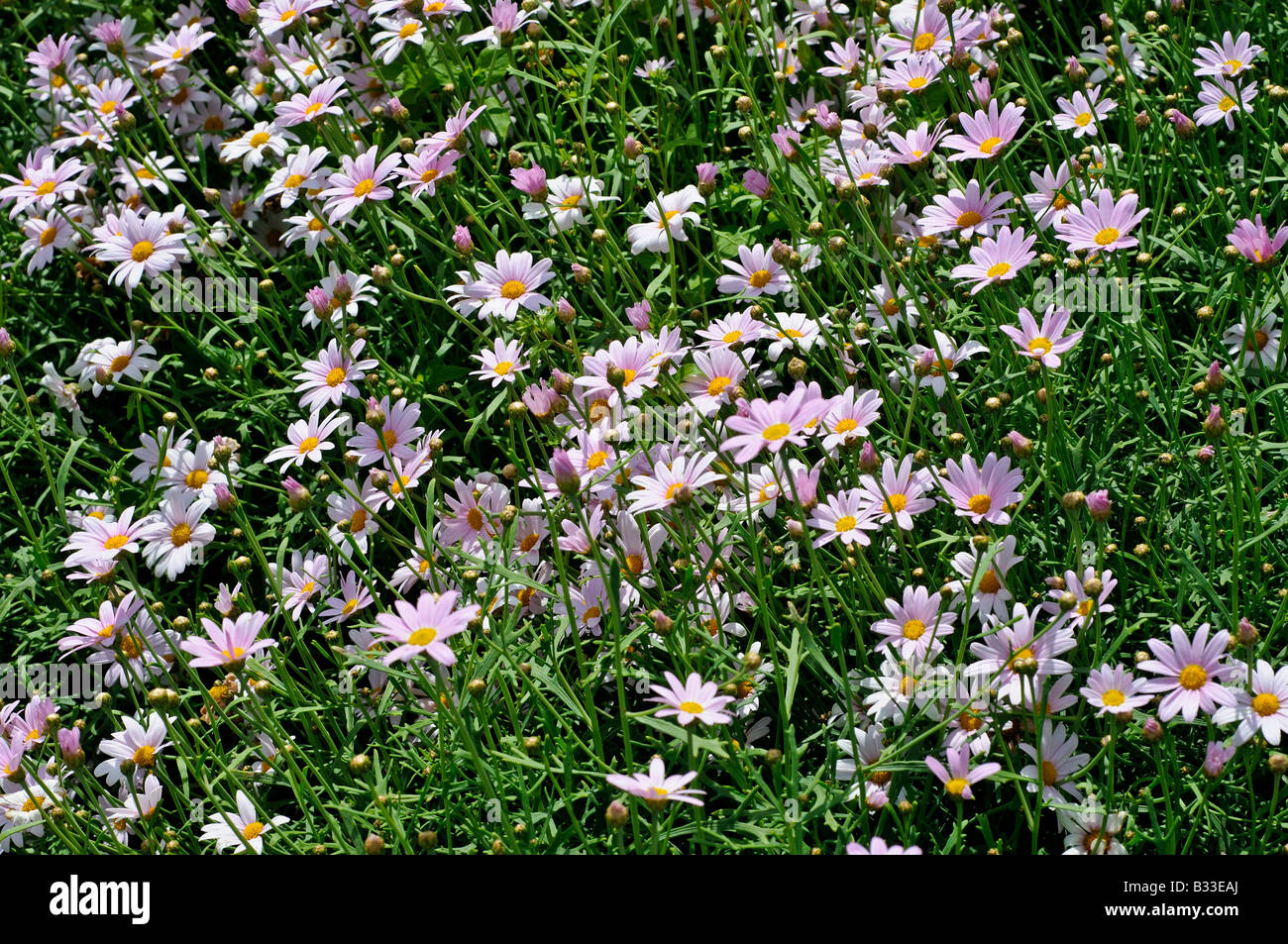 Argyranthemum PETITE PINK Stock Photo