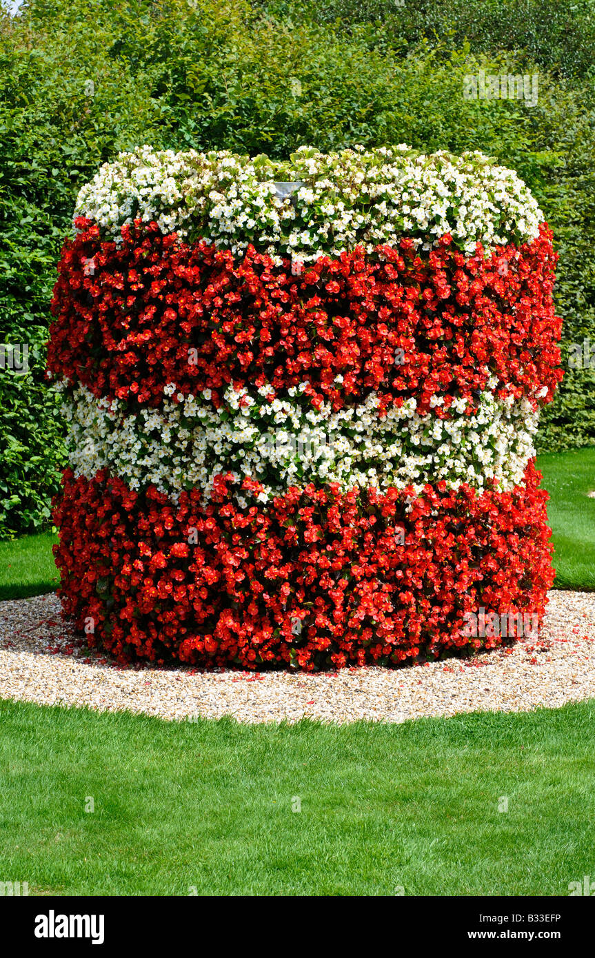 Begonia SUPER OLYMPIA RED and SUPER OLYMPIA WHITE Stock Photo Alamy