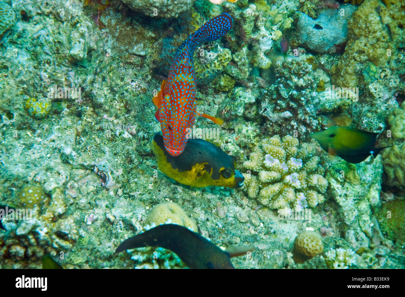 red and blue coral grouper and black spotted pufferfish above coral of great barrier reef australia Stock Photo