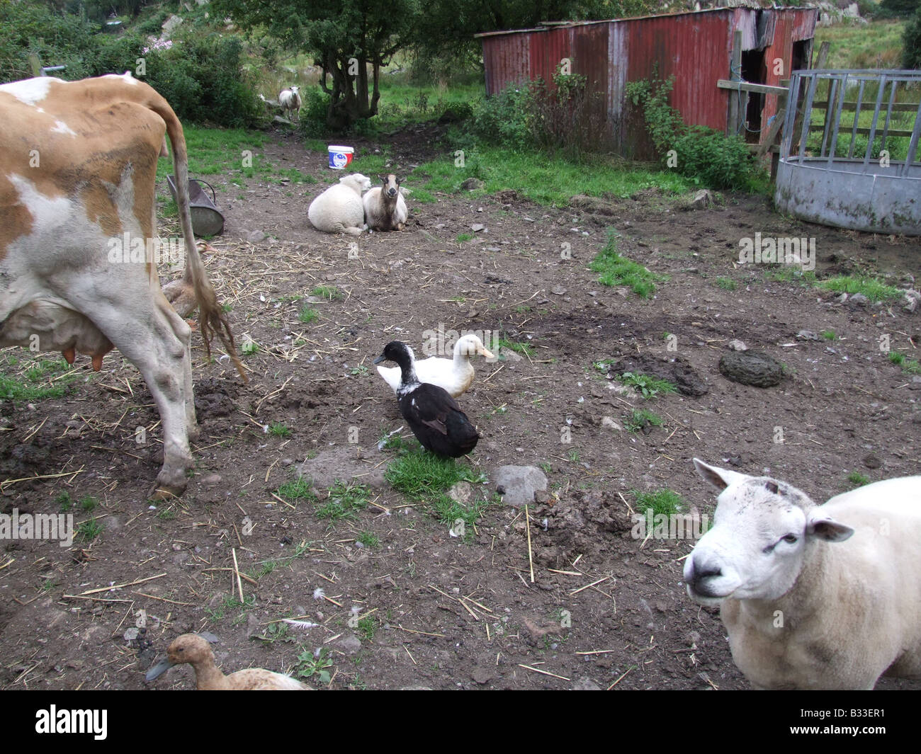 many different animals on farm yard Stock Photo - Alamy