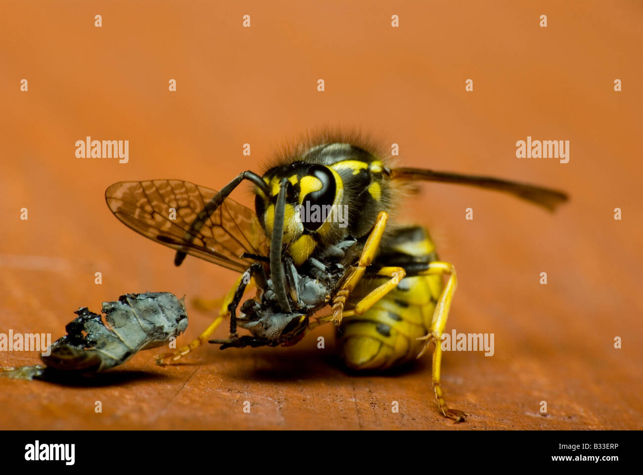 sitting wasp eating a fly Stock Photo Alamy