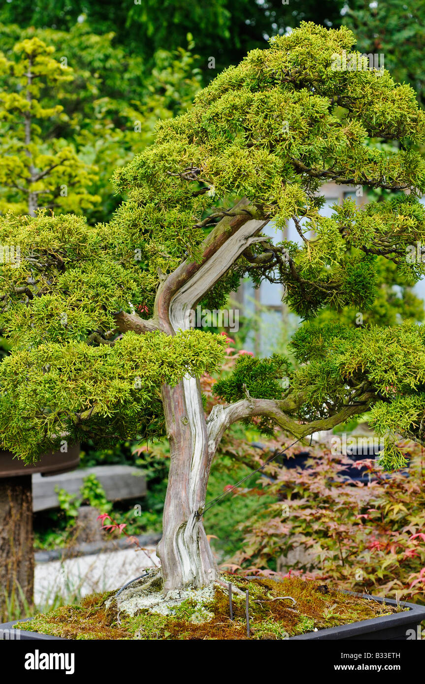 Bonsai tree Juniperus chinensis KISU 70 years old Stock Photo