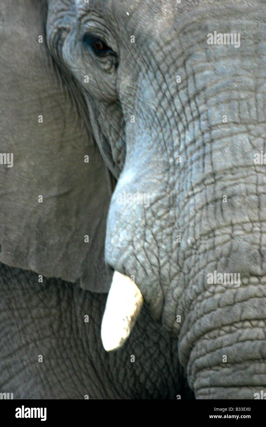 Portrait of an African elephant Stock Photo - Alamy