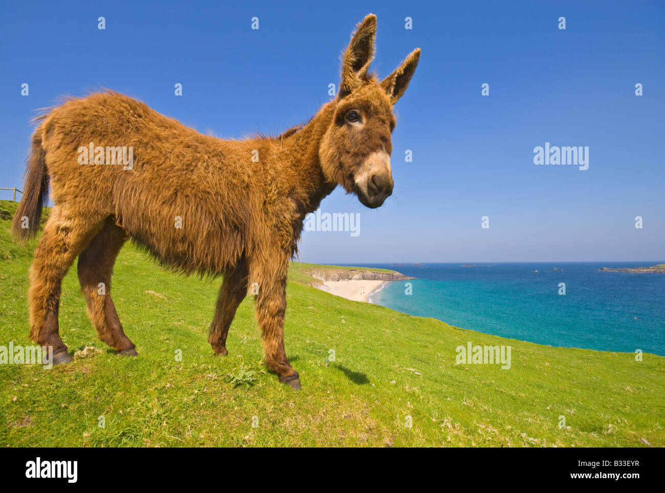 Donkey Blasket Islands County Kerry Ireland Stock Photo