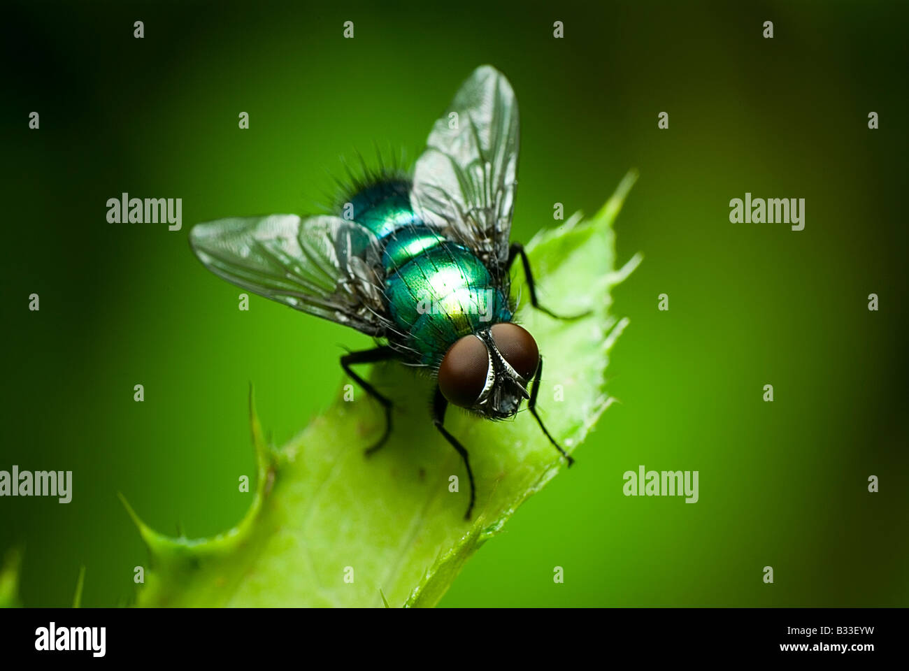 fleshfly sitting on a leaf Stock Photo