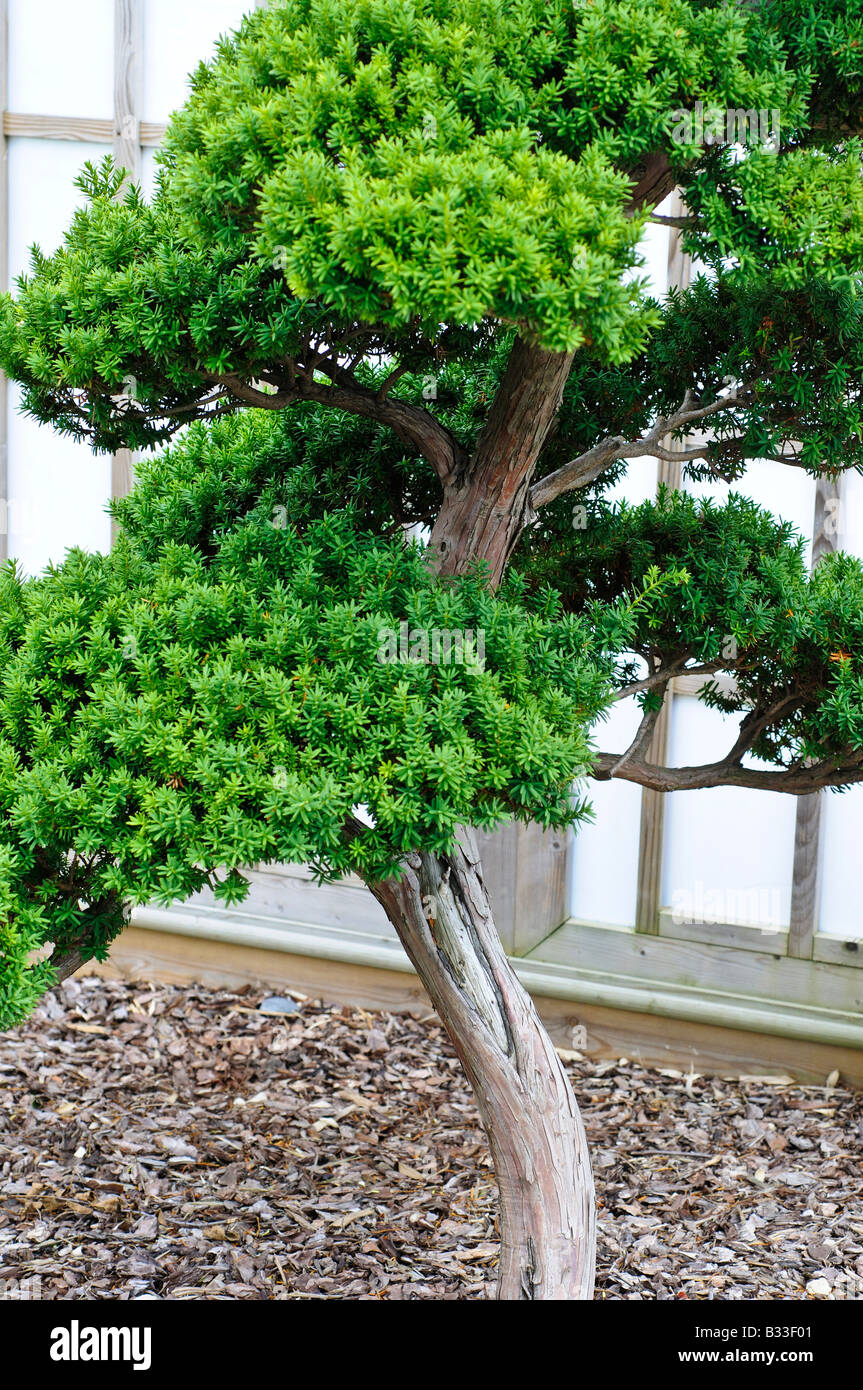 Bonsai Tree Taxus Cuspidata Japanese Yew 65 Years Old Stock Photo Alamy