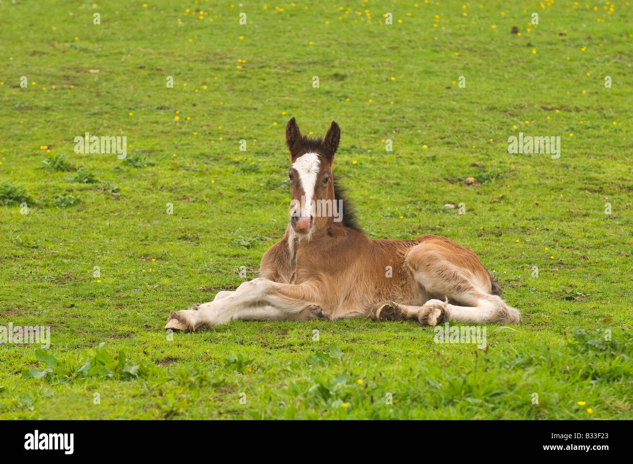 Shire horse foal Anglesey Wales Stock Photo