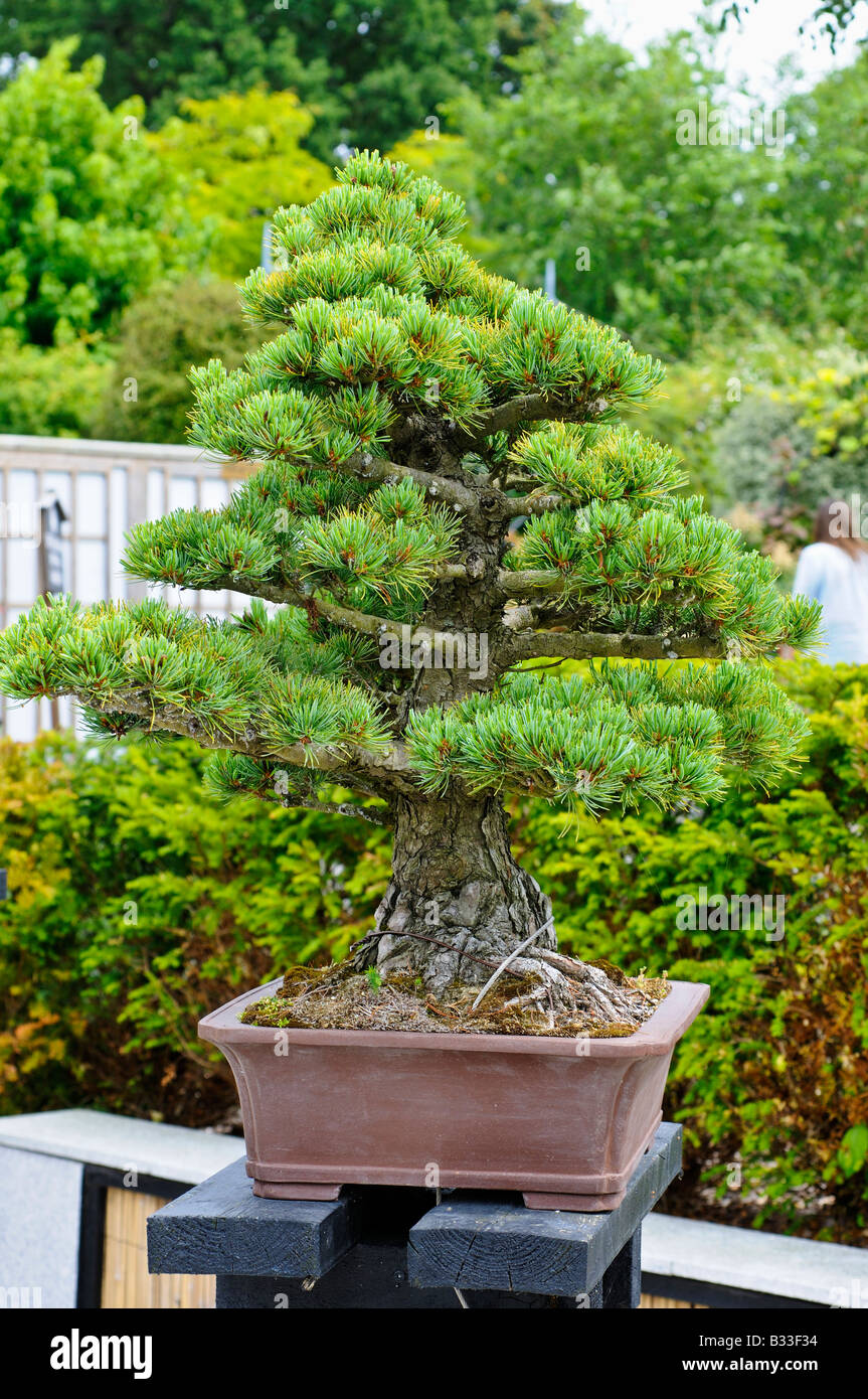 Bonsai tree Pinus parviflora 60 years old Stock Photo