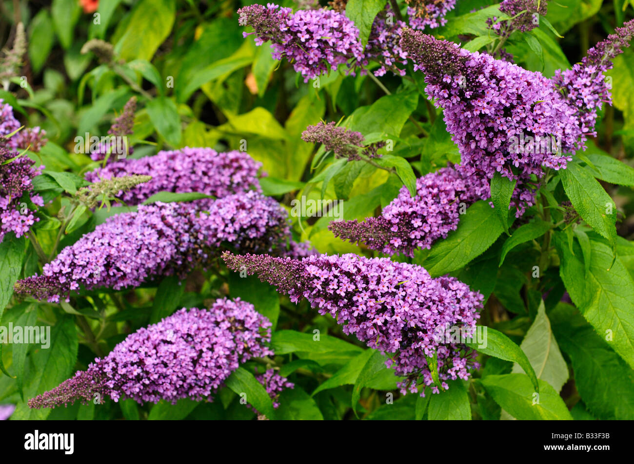 Buddleja davidii Peacock PEAKEEP Stock Photo - Alamy