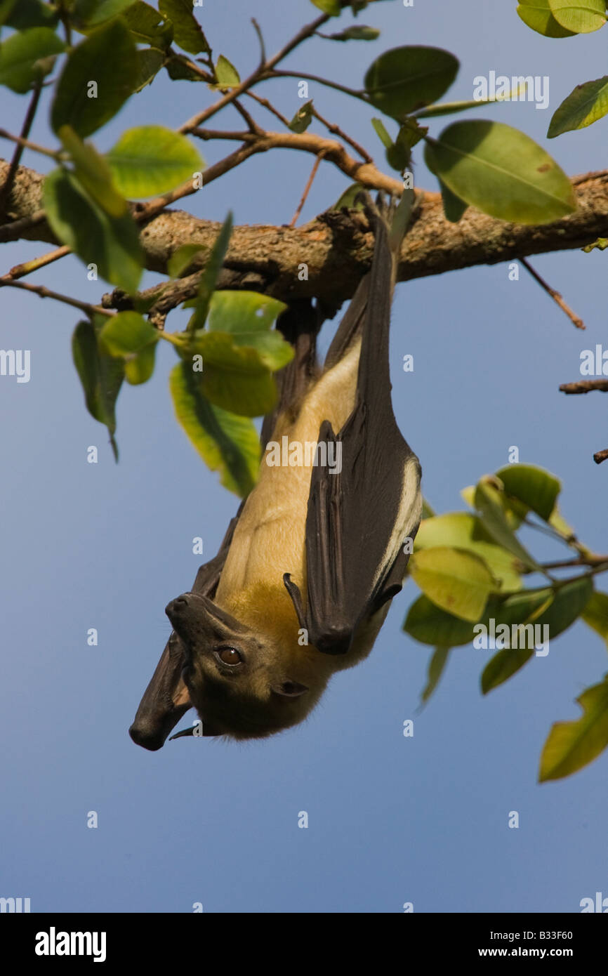 Straw coloured Fruitbat Eidolon helvum Palmenflughund Kasanka National
