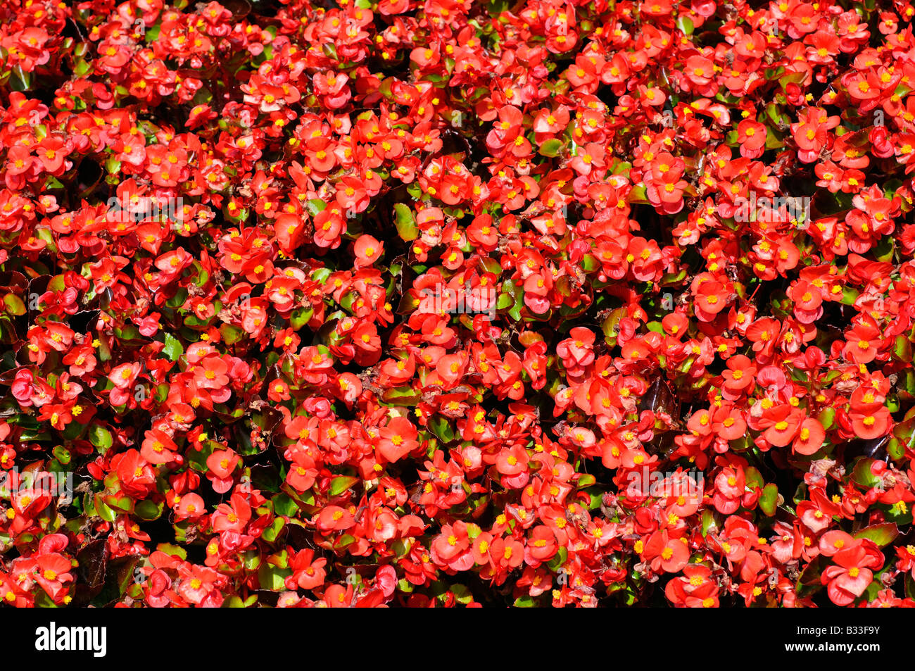 Begonia SUPER OLYMPIA RED Stock Photo Alamy
