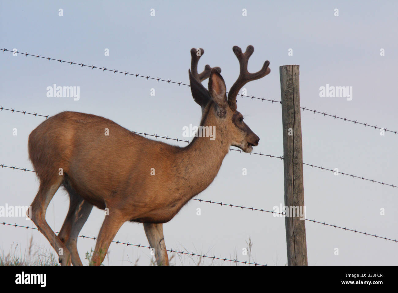 Mule Deer buck along barbed wire fence Stock Photo Alamy