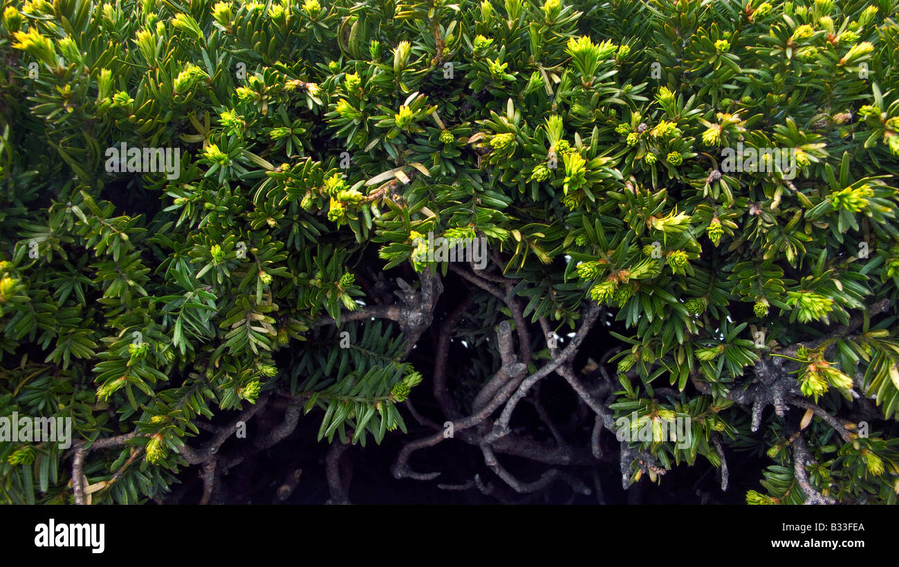 Evergreen botanical, Taxus, Taxaceae, Japanese yew plant Stock Photo