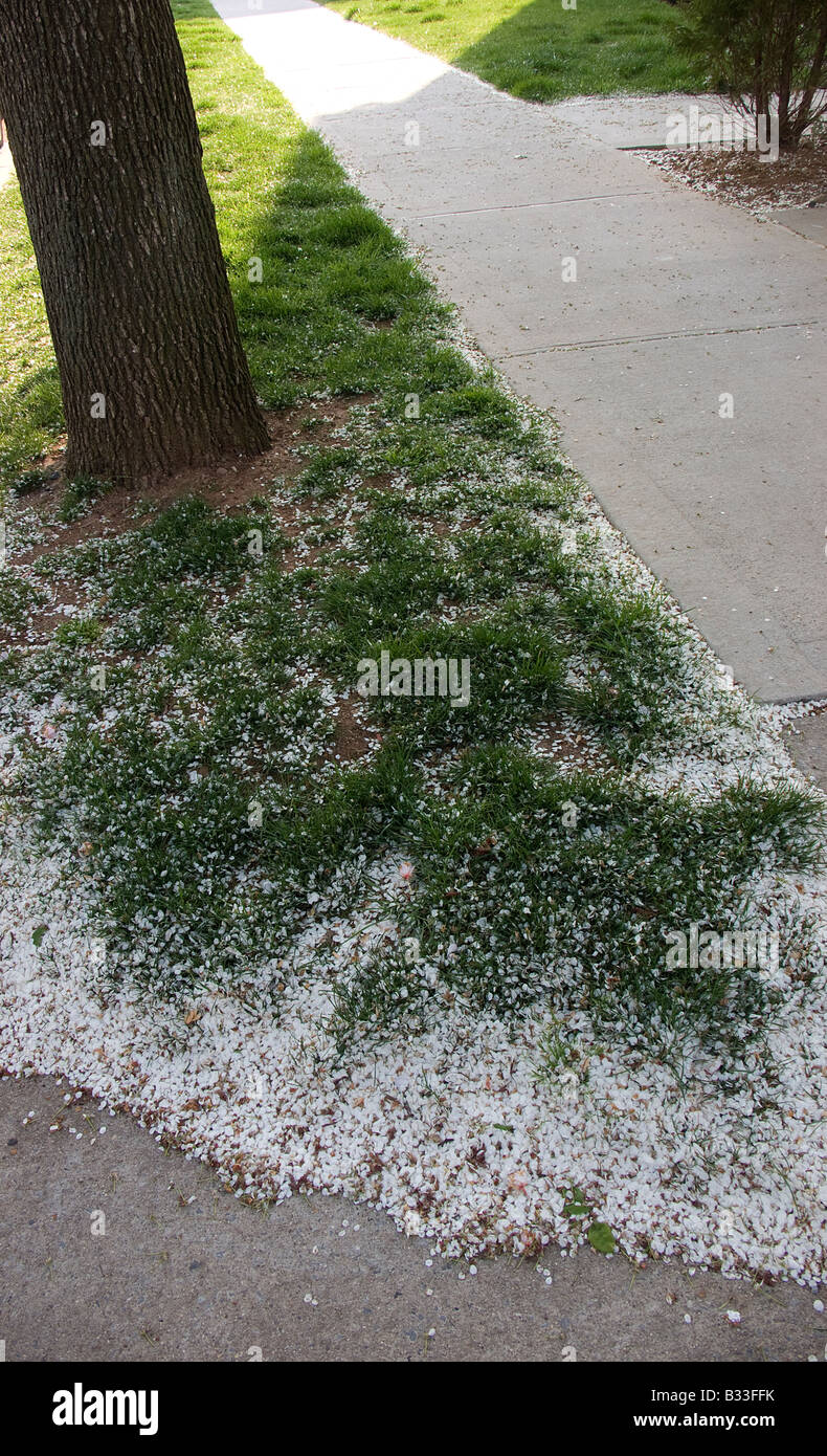Fallen flower petals from Callery Pear tree blossoms near side walk on