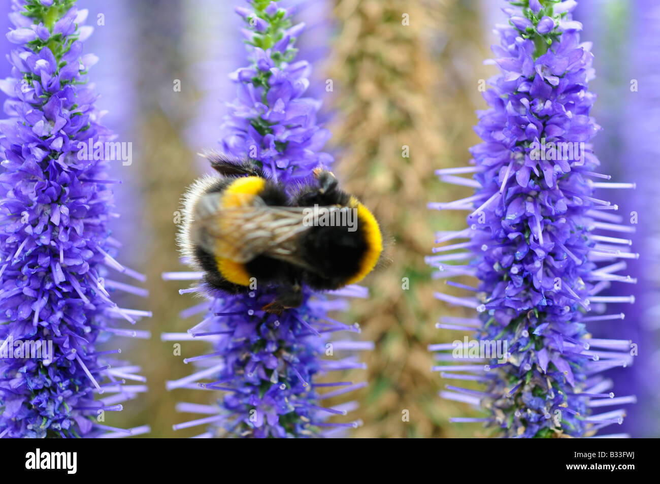 Bumble bee on Veronica Ulster Blue Stock Photo