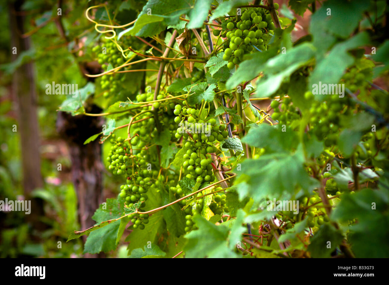 Common grape wine Stock Photo Alamy