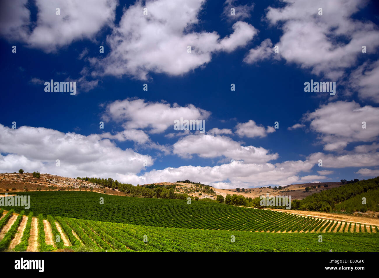 Rolling vineyards in galilee israel hires stock photography and images Alamy