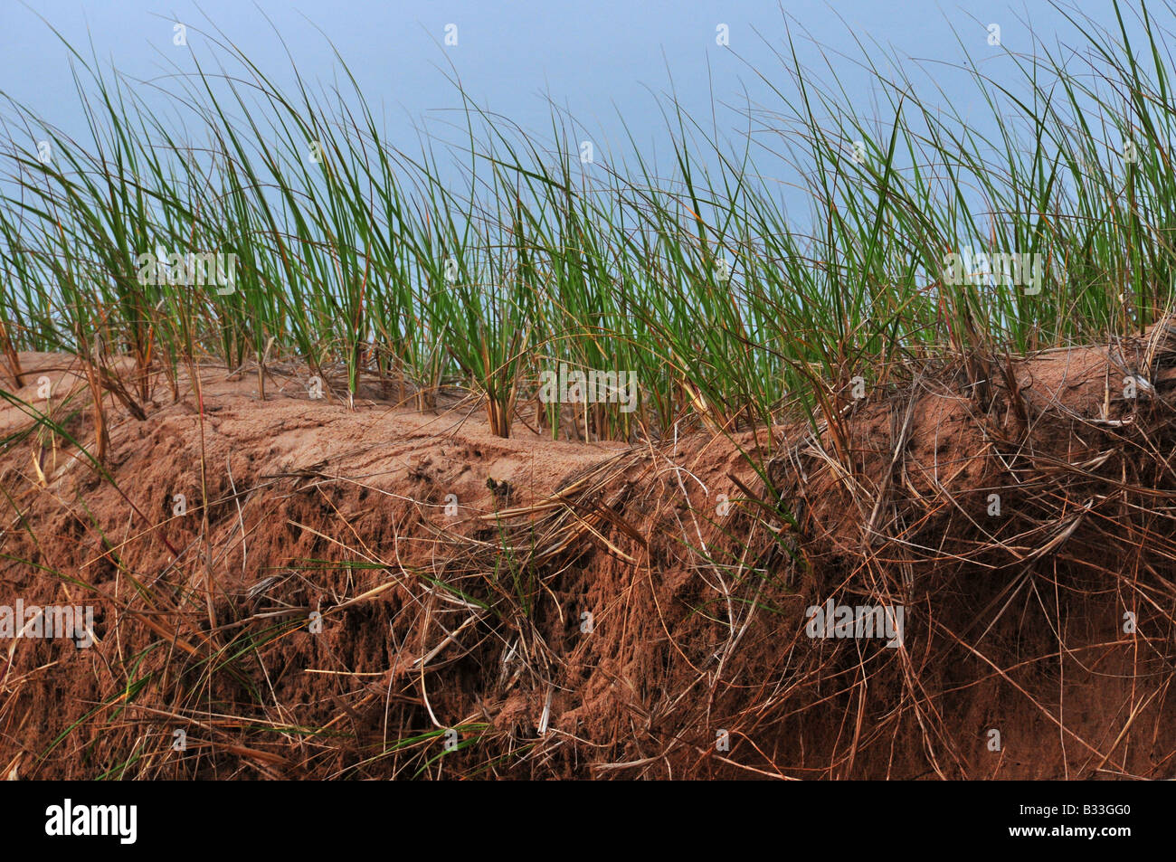 Coastal biodiversity hi-res stock photography and images - Alamy