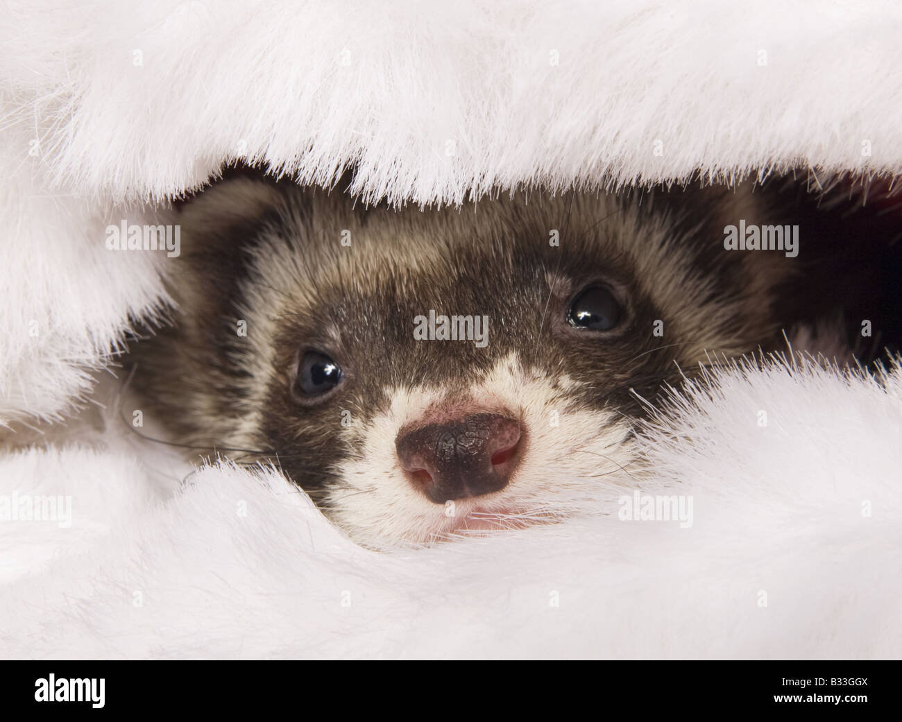 Cute sable ferret stick head out of white fur isolated on white background Stock Photo