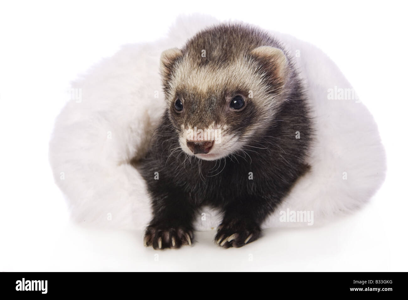 Cute sable ferret stick head out of white fur isolated on white background Stock Photo - Alamy Cute sable ferret stick head out of white fur isolated on white background Stock Photo - Alamy
