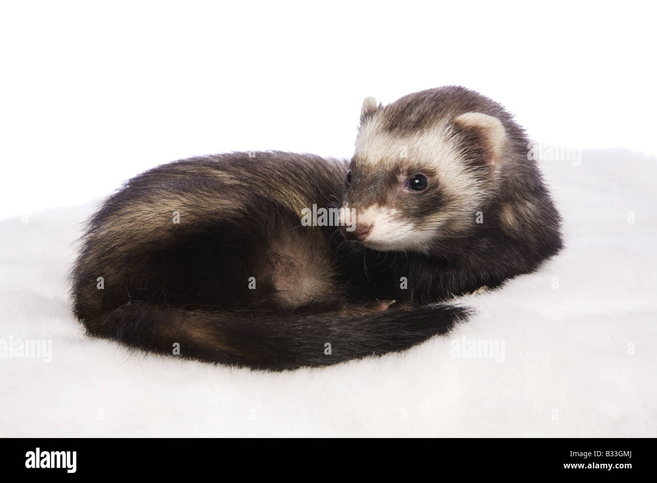 Cute sable ferret lying on white fur bed isolated on white background Stock Photo