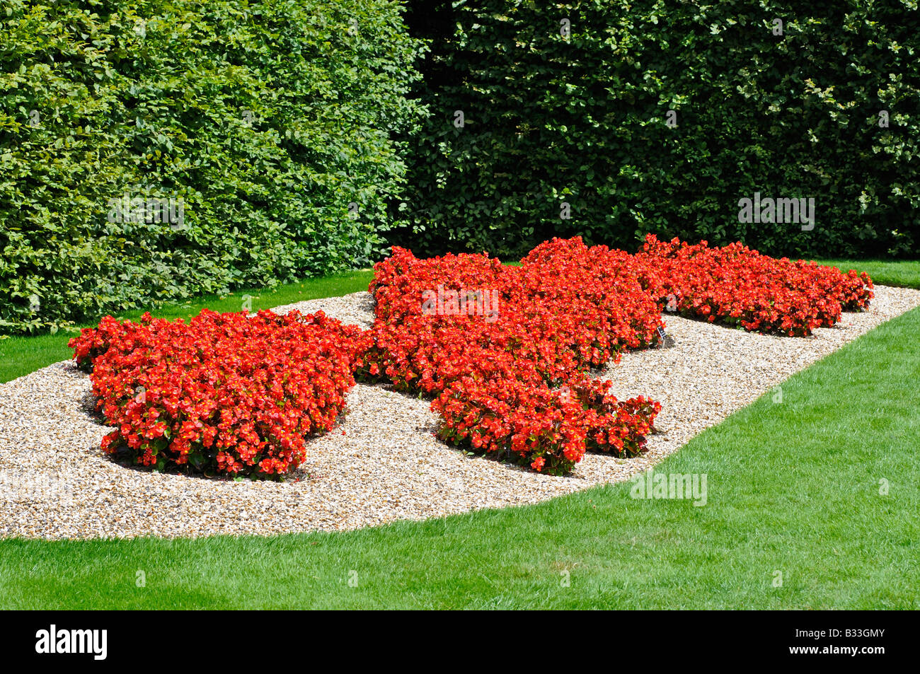 Flower bed in the shape of the Chinese Dragon made of Begonia SUPER OLYMPIA RED Stock Photo