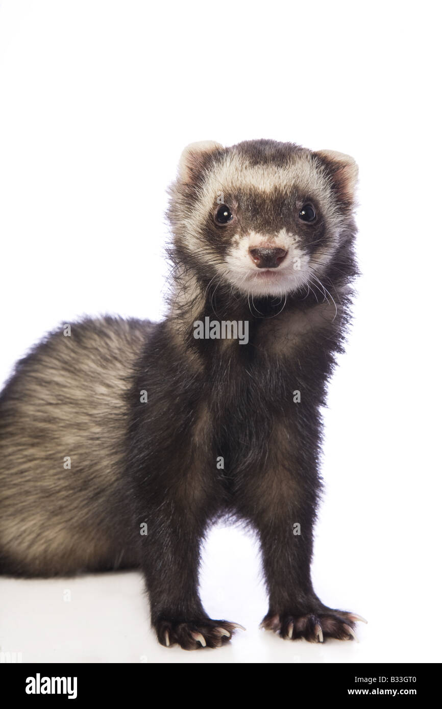 Black sable cheap ferret