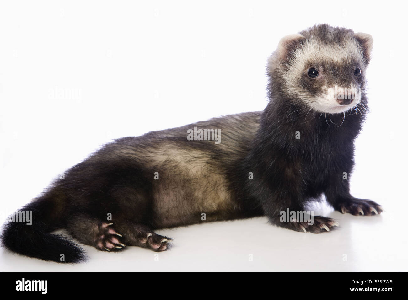 Cute Sable Ferret Lying Down Isolated On White Background Stock Photo Alamy