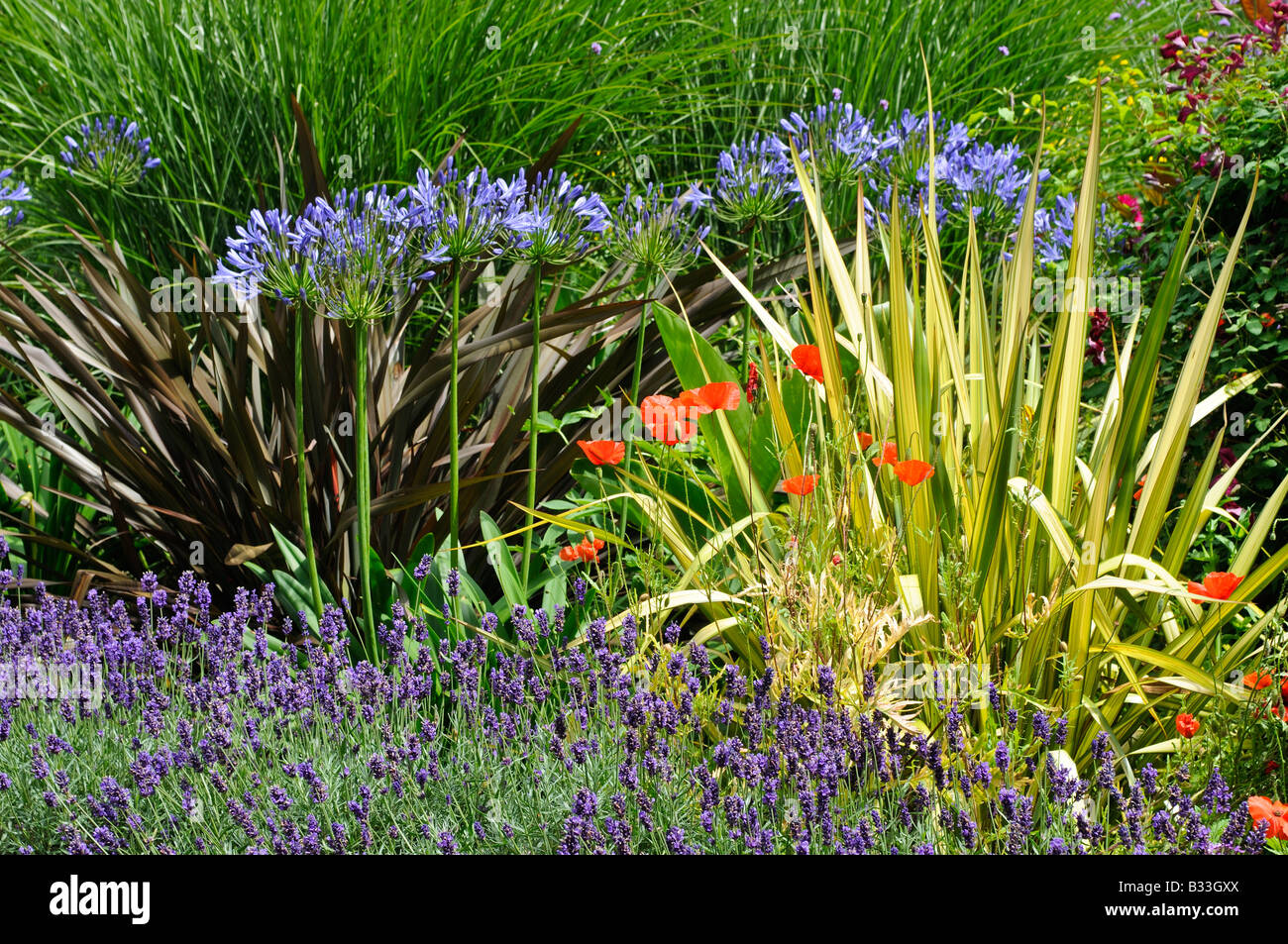 Lavender And Poppies High Resolution Stock Photography and Images - Alamy