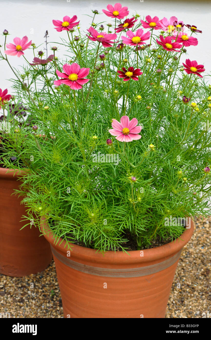 Flowerpot with Cosmos flowers Stock Photo - Alamy
