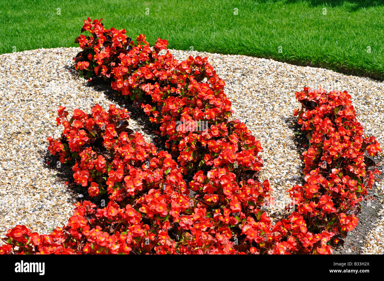 Flower bed in the shape of the Chinese Dragon made of Begonia SUPER OLYMPIA RED Stock Photo