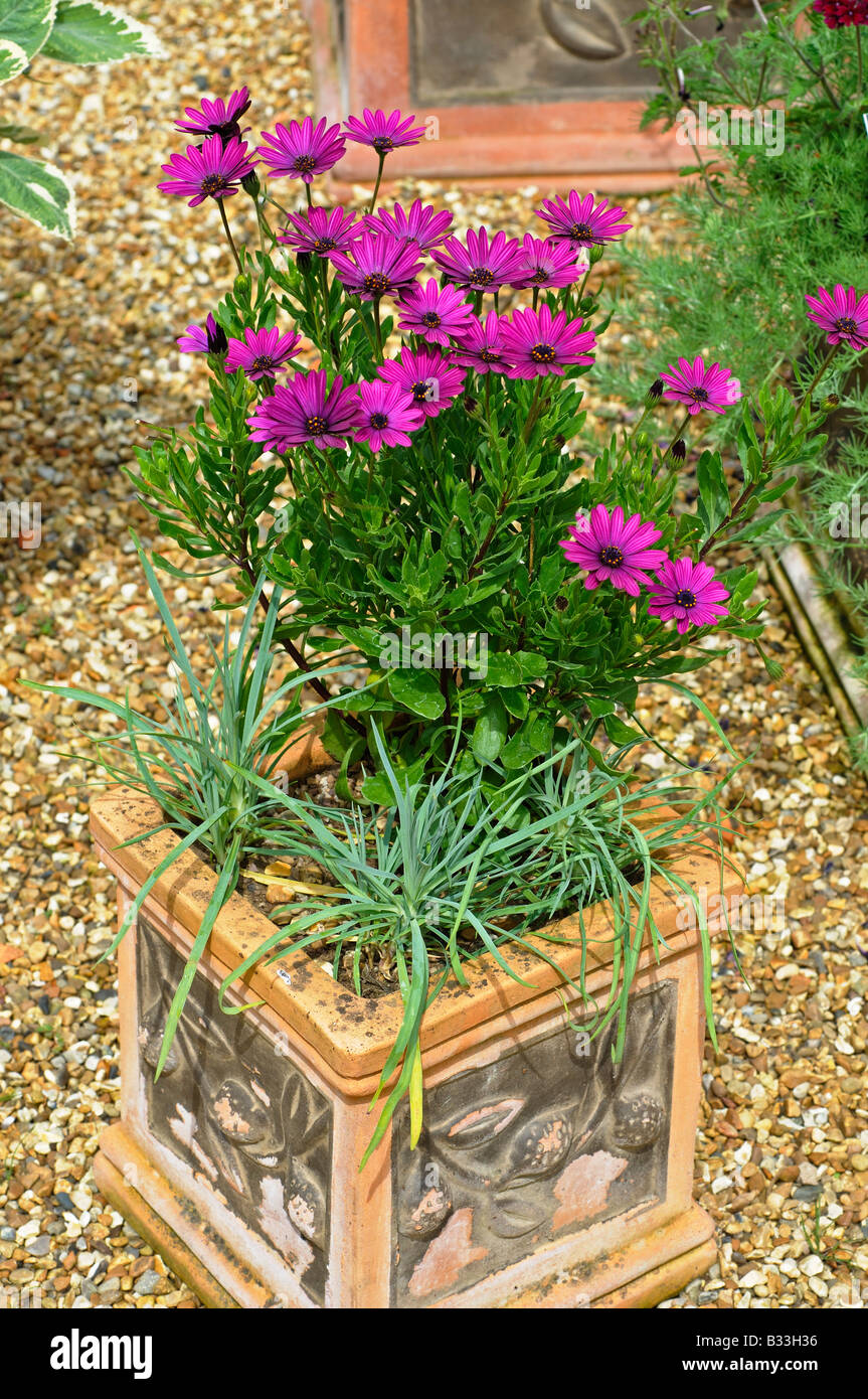 Flowerpot with osteospermum Stock Photo
