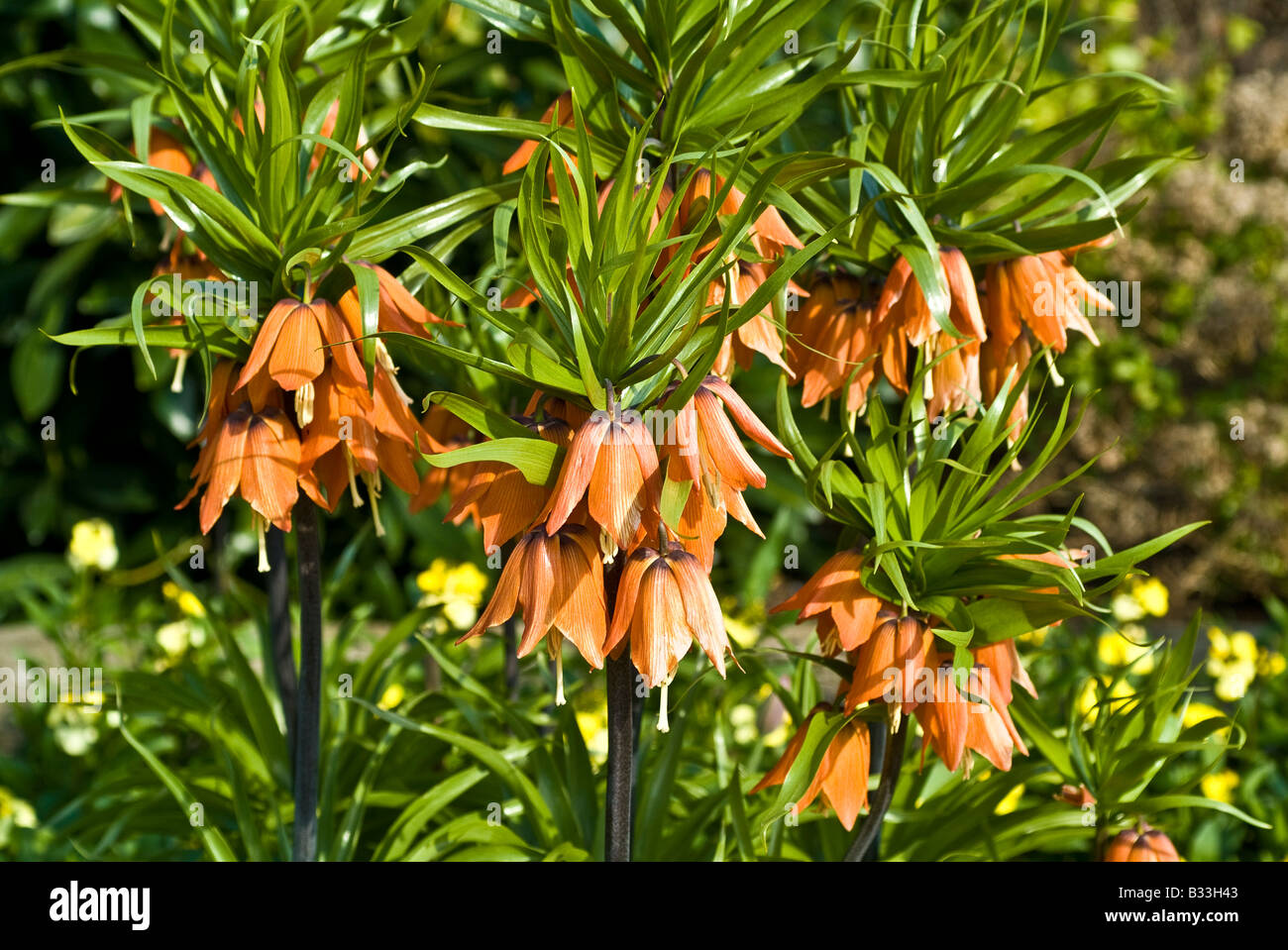 Fritillaria Imperialis AURORA Stock Photo - Alamy