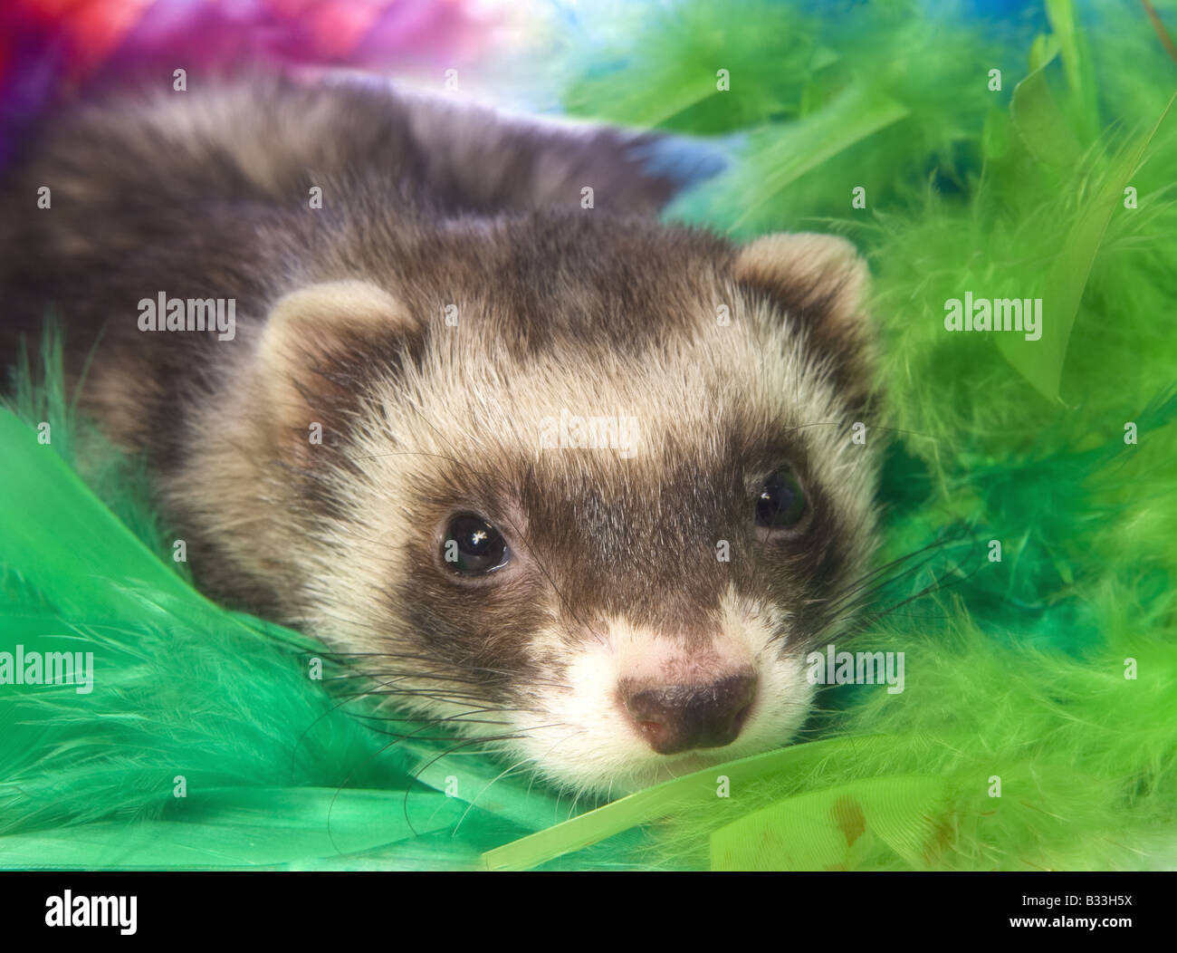 Cute sable ferret in brightly colored feathers isolated on white background Stock Photo - Alamy Cute sable ferret in brightly colored feathers isolated on white background Stock Photo - Alamy