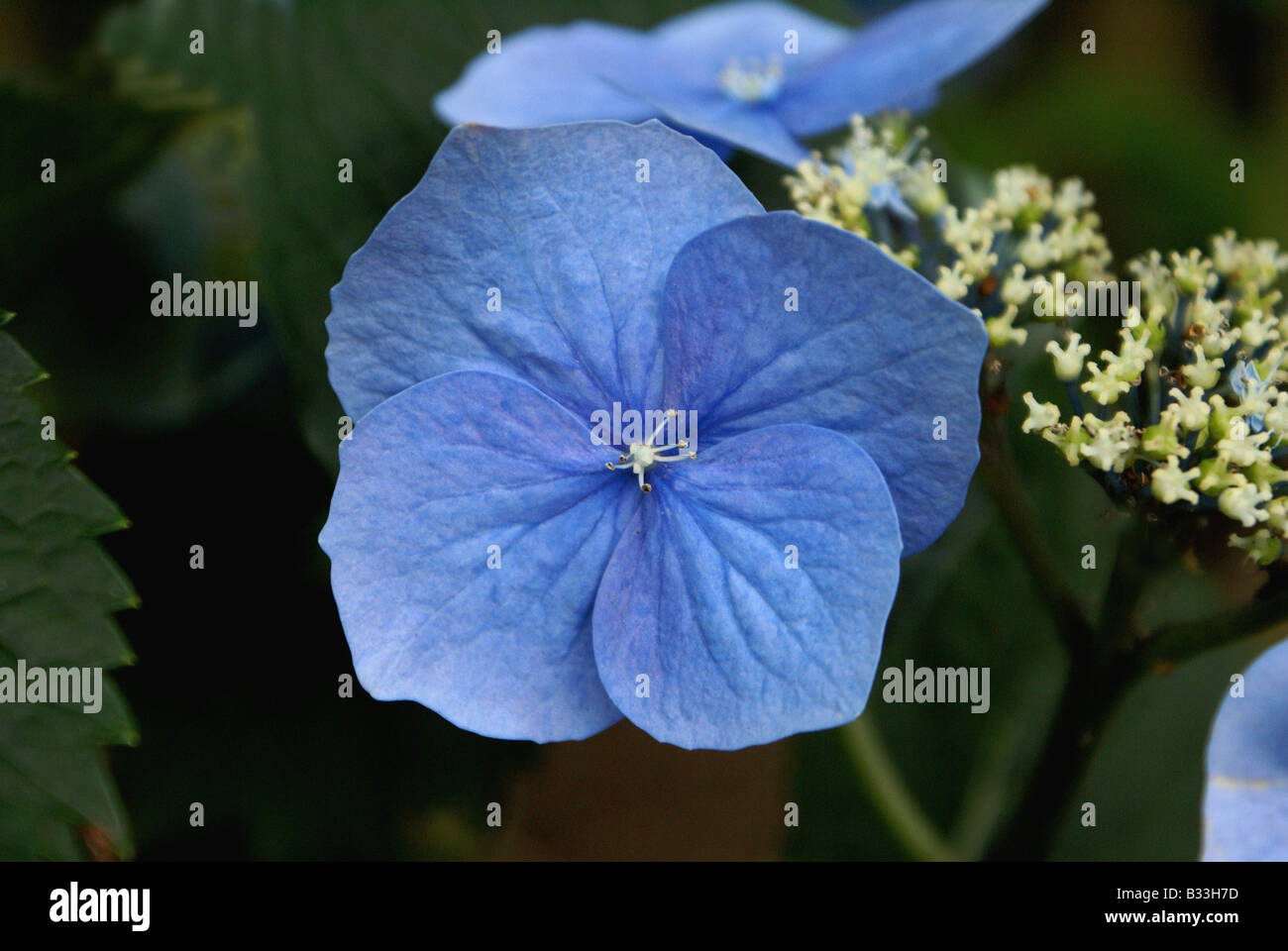 Single blue hydrangea petal closeup Stock Photo - Alamy