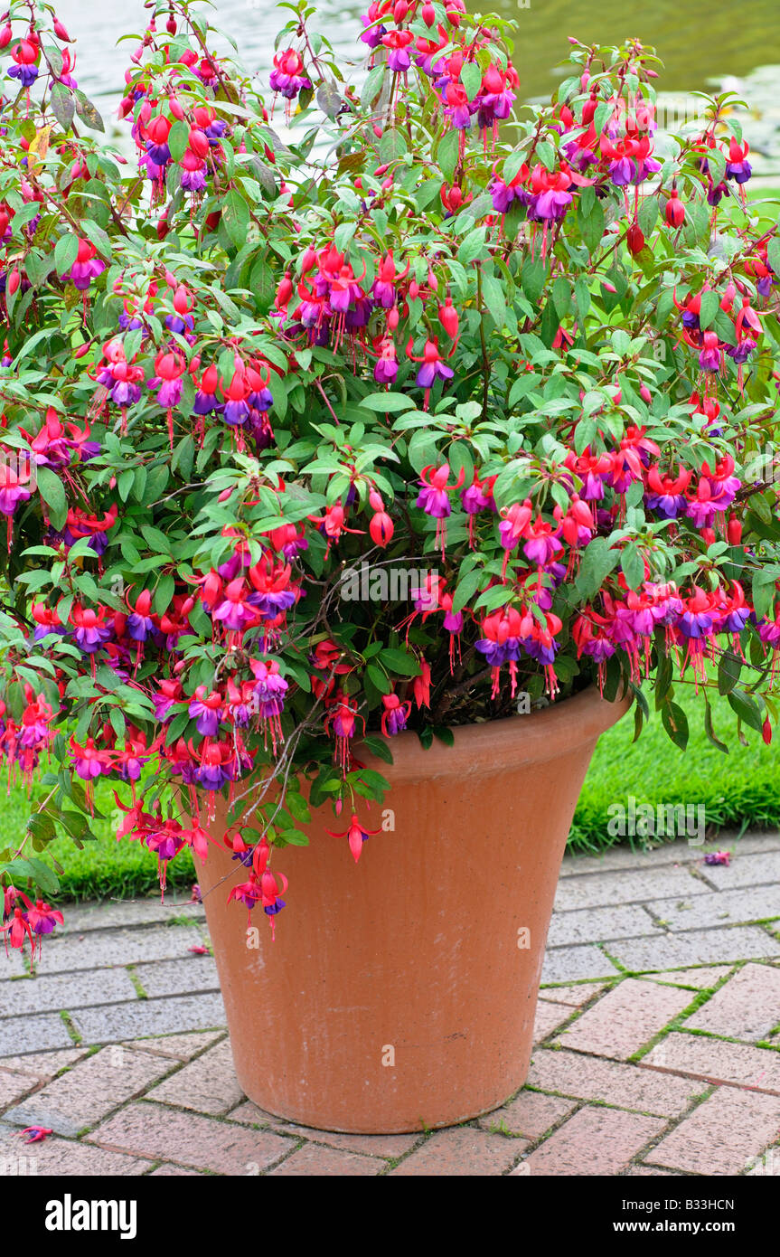 Fuchsia MARGARET Stock Photo