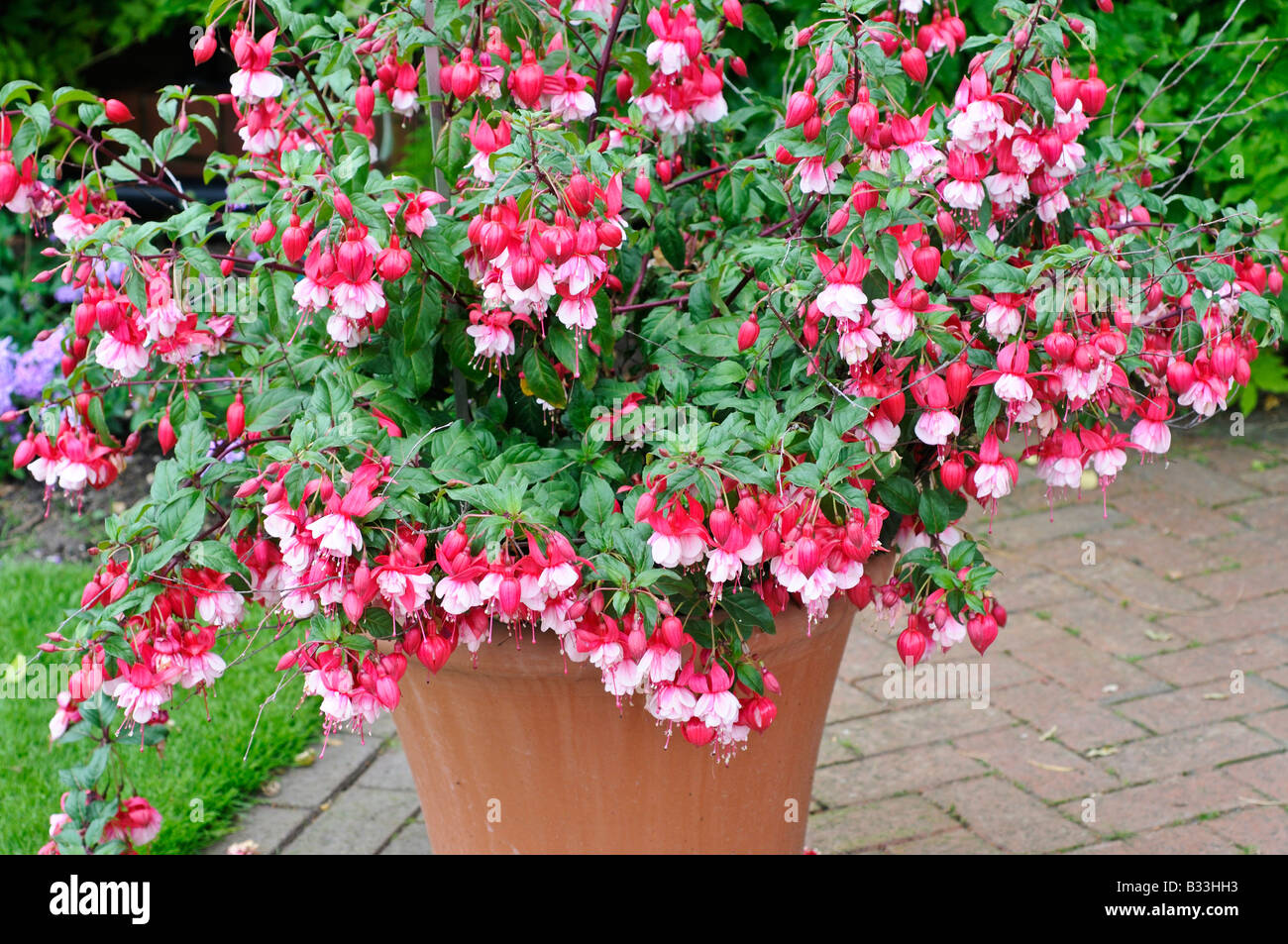 Fuchsia PROSPERITY Stock Photo Alamy