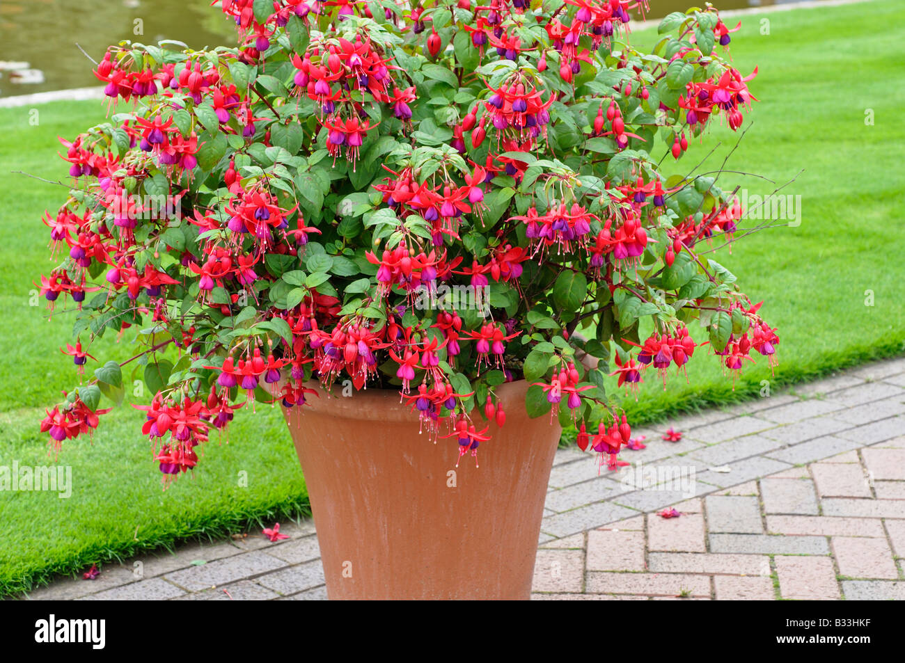 Fuchsia HERALD Stock Photo