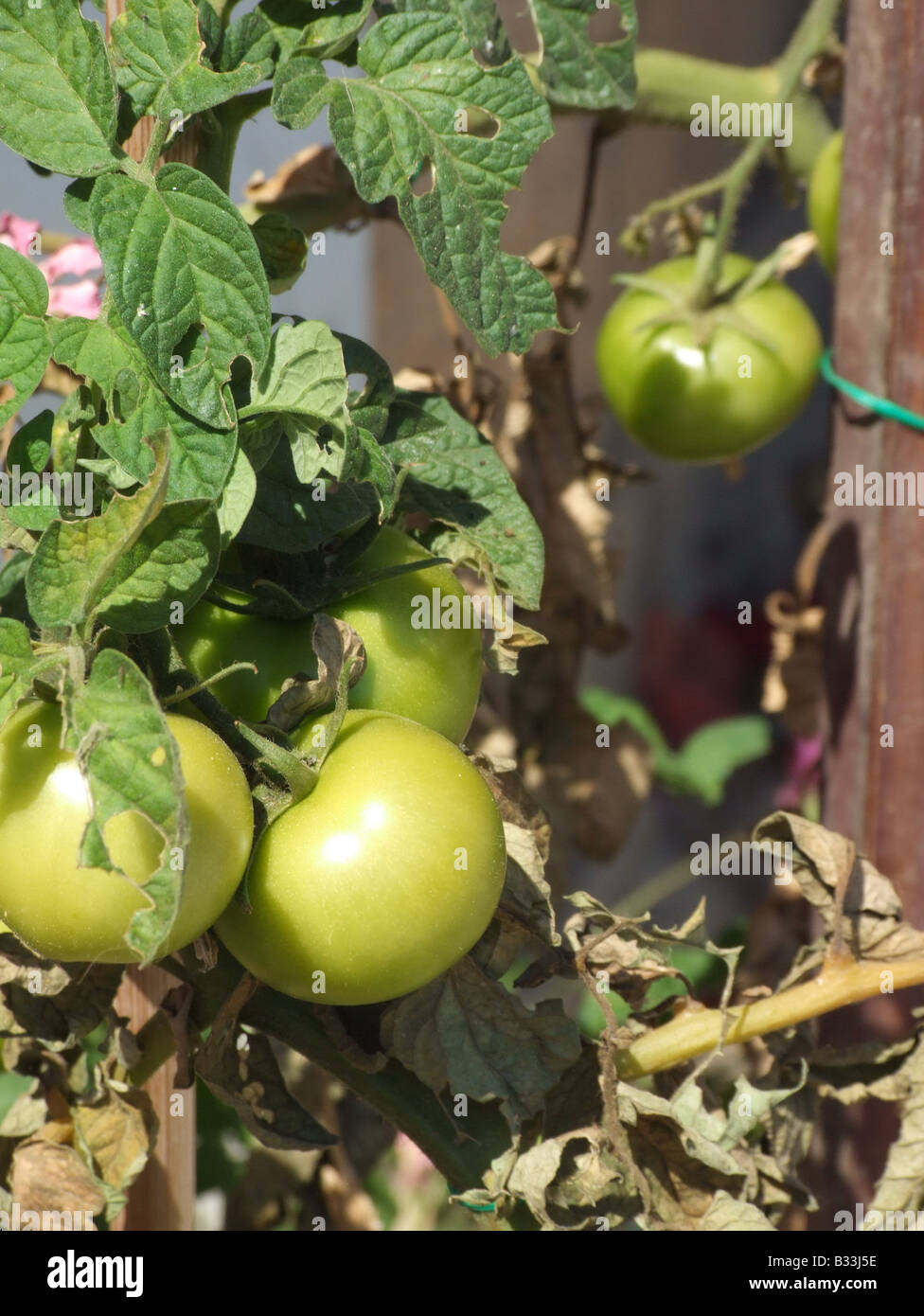 green tomatoes growing on plant in garden Stock Photo - Alamy